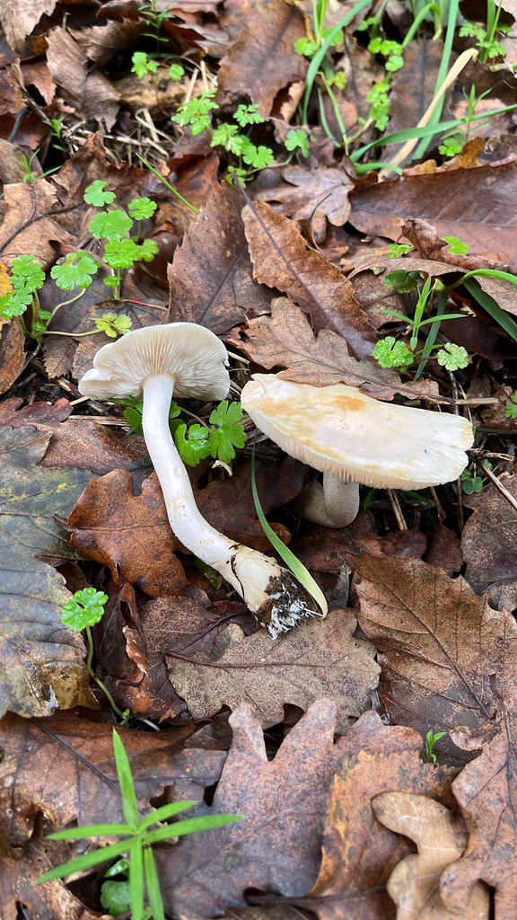 Tricholoma stiparophyllum