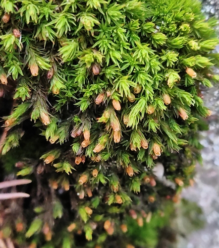 Lewinskya rupestris observed 2025-12-06