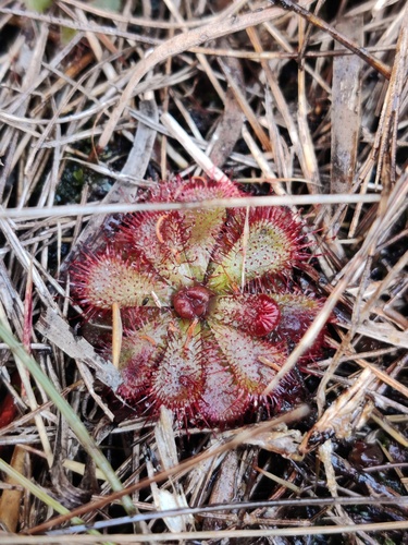 Floating Sundew (Drosera admirabilis)