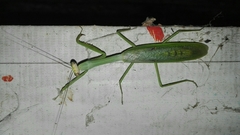 Stagmatoptera septentrionalis