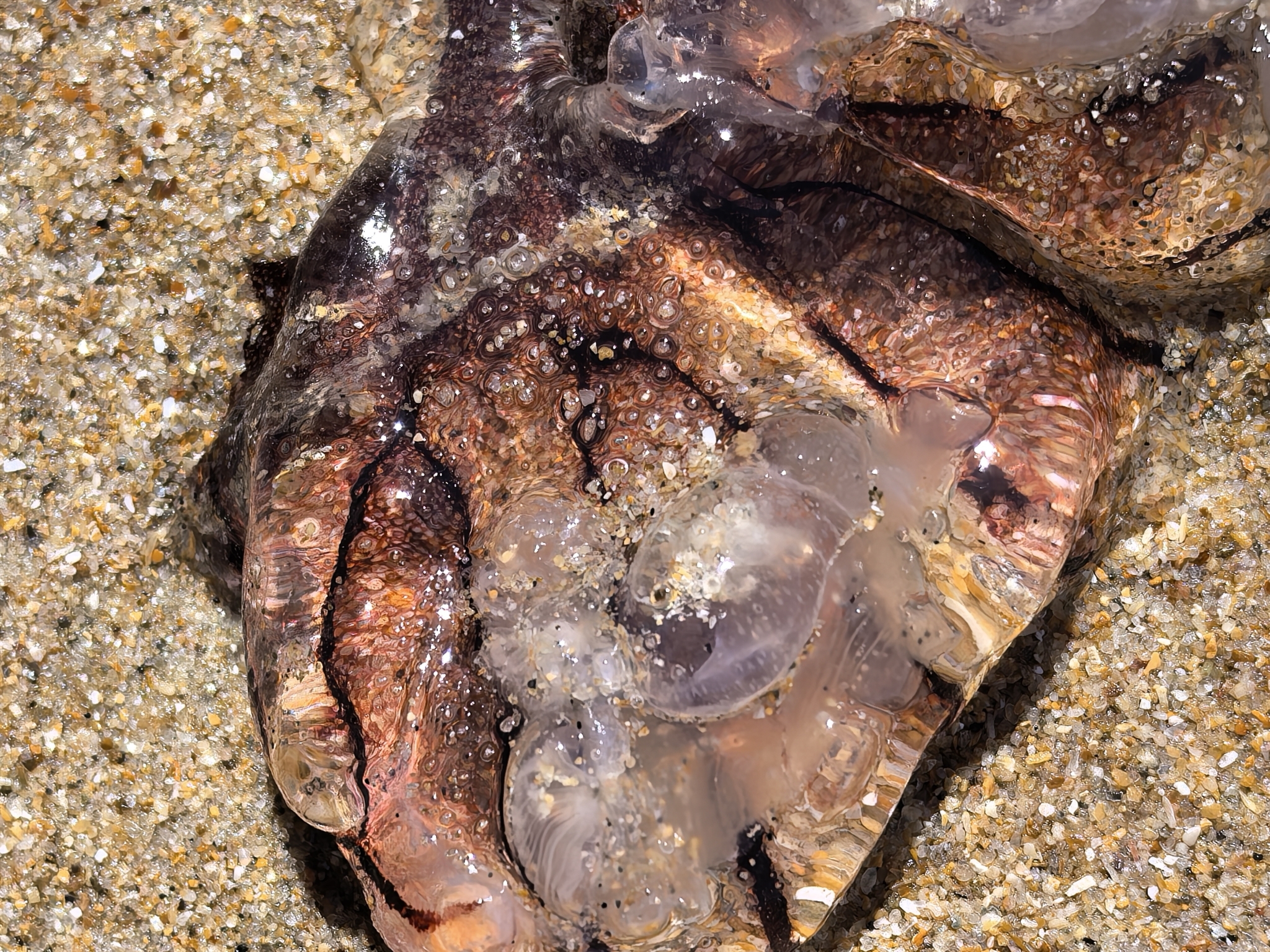 Chrysaora agulhensis Ras, Neethling, Engelbrecht, Morandini, Bayha, Skrypzeck & Gibbons, 2020