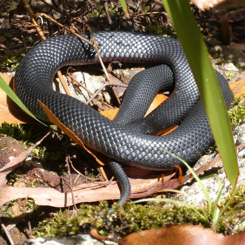 Red-bellied Black Snake sighting