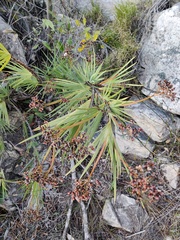 Nivenia corymbosa, photograph (c) Vicente Lopes, some rights reserved (CC BY)