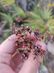 Nivenia corymbosa, photograph (c) Vicente Lopes, some rights reserved (CC BY)