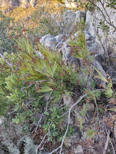 Nivenia corymbosa, photograph 4