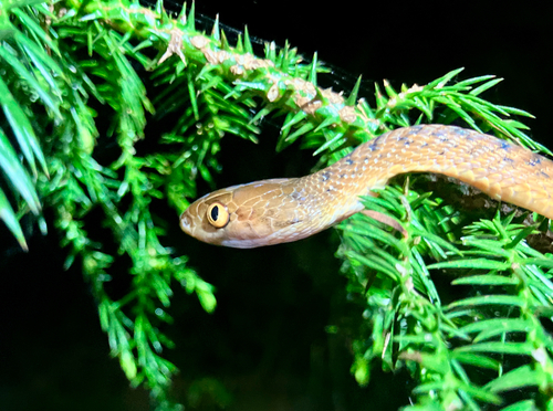 Brown Tree Snake sighting