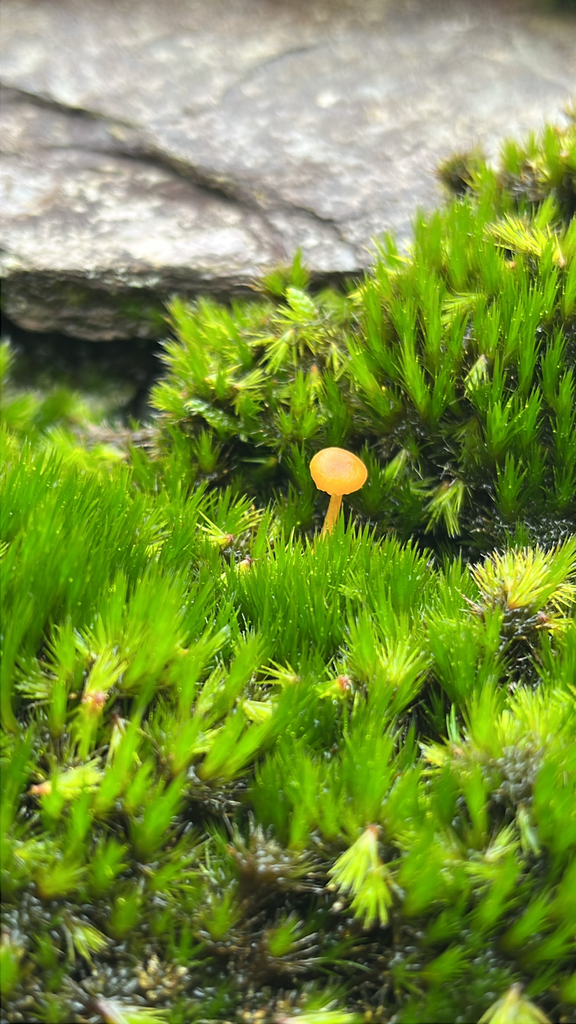 Rickenella fibula · December 2025 · photo: © daniel_castanhal (iNaturalist, cc-by)
