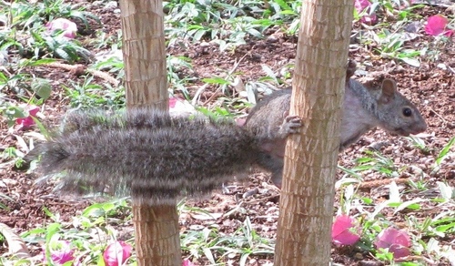 Ardilla yucateca