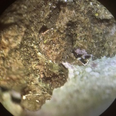 Melanohalea elegantula