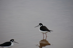 Himantopus mexicanus