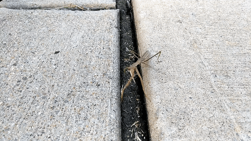 Chinese Mantis photo 6