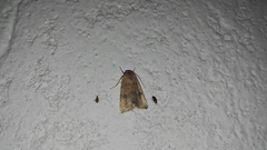 Micrathetis triplex