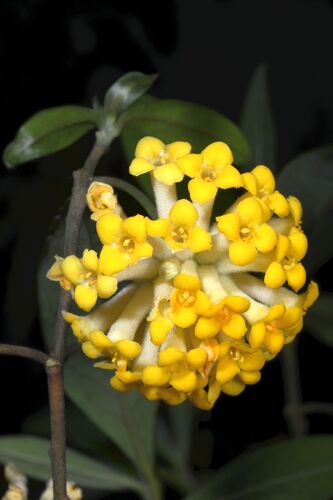 Edgeworthia gardneri, photograph 4