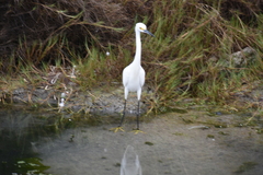 Egretta thula