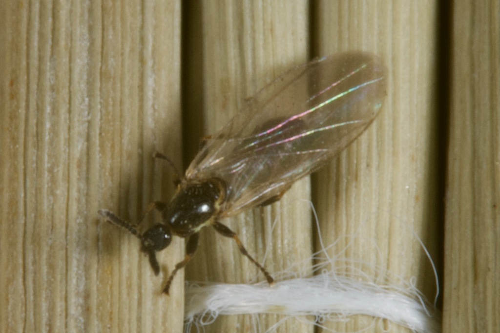Apiloscatopse filamentosa