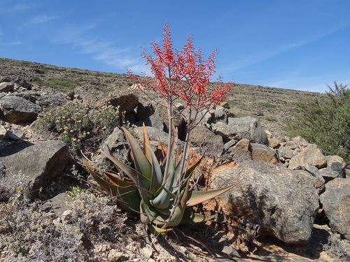 Aloe praetermissa, photograph 1
