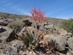 Aloe praetermissa, photograph Joey Bom, CC BY, iNaturalist via GBIF