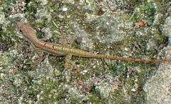 Anolis extremus