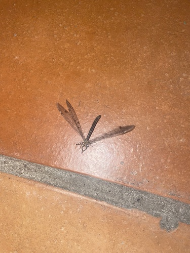 Four-spotted antlion, Avenue de l'Hers, Baziège, Occitanie, FR, photo 10 of 10