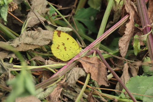 Common Grass Yellow