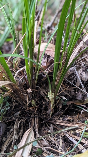 Carex breviscapa iNat (3)