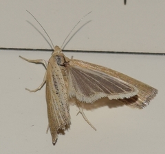 Pediasia dorsipunctellus
