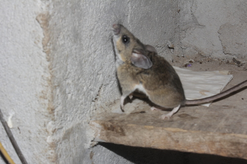 Zacatecan Deer Mouse