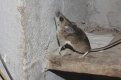 Southern Rock Deermouse photo 4
