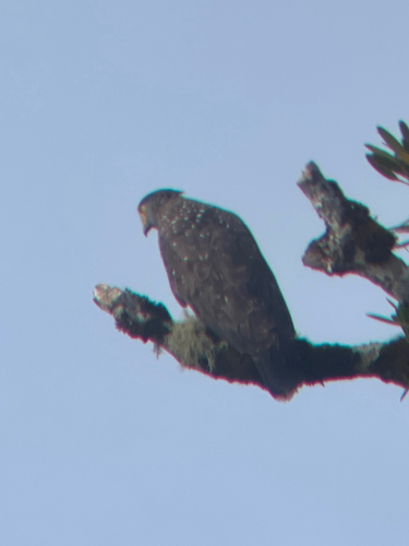 Philippine Serpent-Eagle