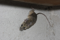 Southern Rock Deermouse photo 3