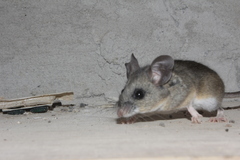 Peromyscus beatae