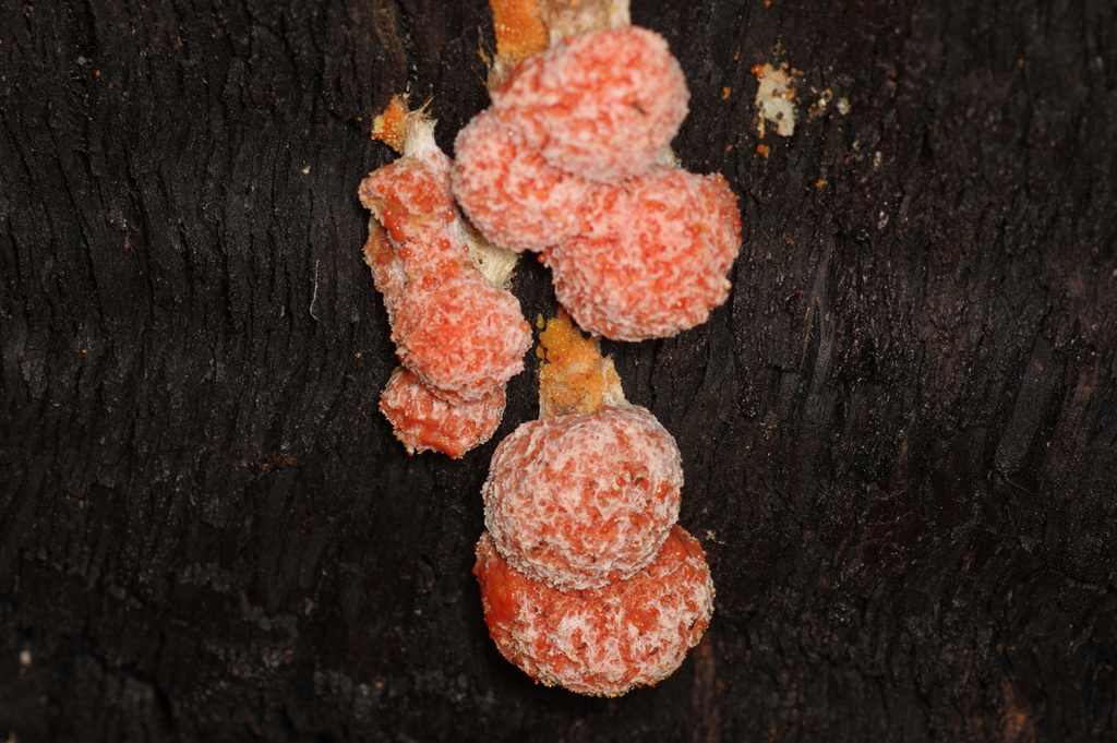Tubifera tomentosa