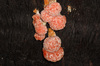 Tubifera tomentosa - Photo (c) geoffboyes, some rights reserved (CC BY-NC), uploaded by geoffboyes