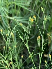 Schkuhria pinnata image