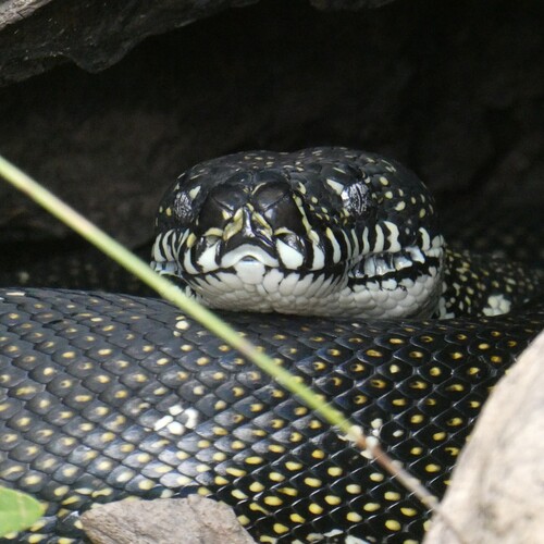 Diamond Python sighting