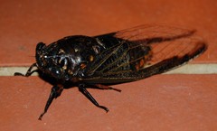 Cryptotympana aquila