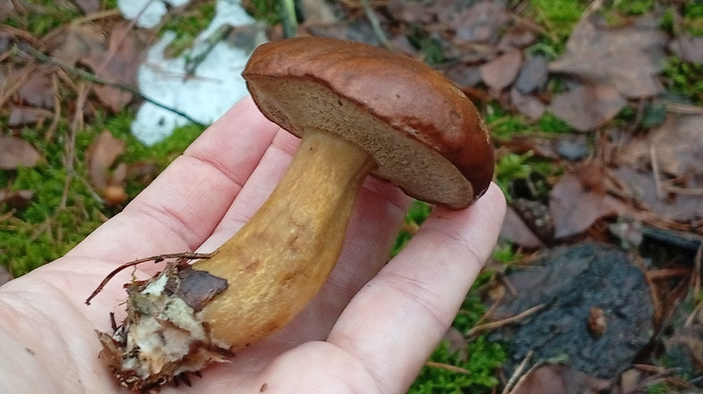 Imleria badia · December 2025 · photo: © svitlana-kyiak (iNaturalist, cc0)