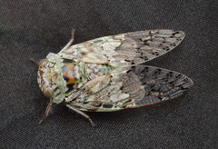 Platypleura badia