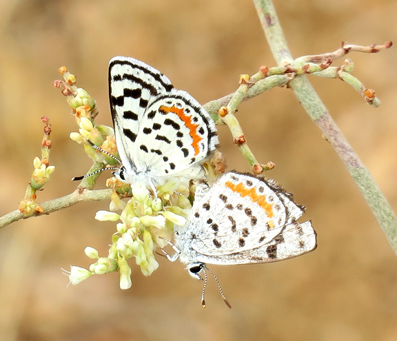 Pallid Blue