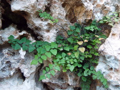 Adiantum deltoideum