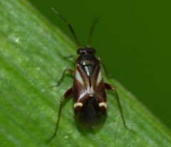 Ausejanus albisignatus