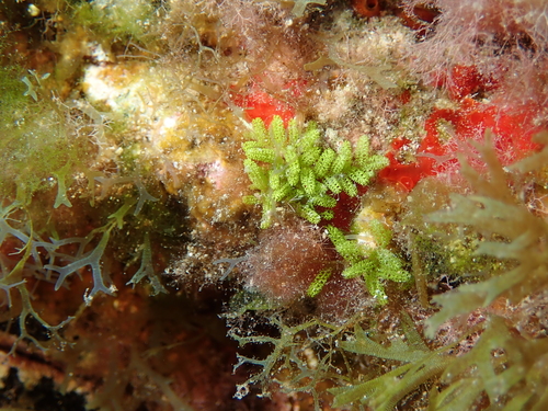 Caulerpa webbiana observed 2025-11-20