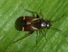 Ausejanus albisignatus