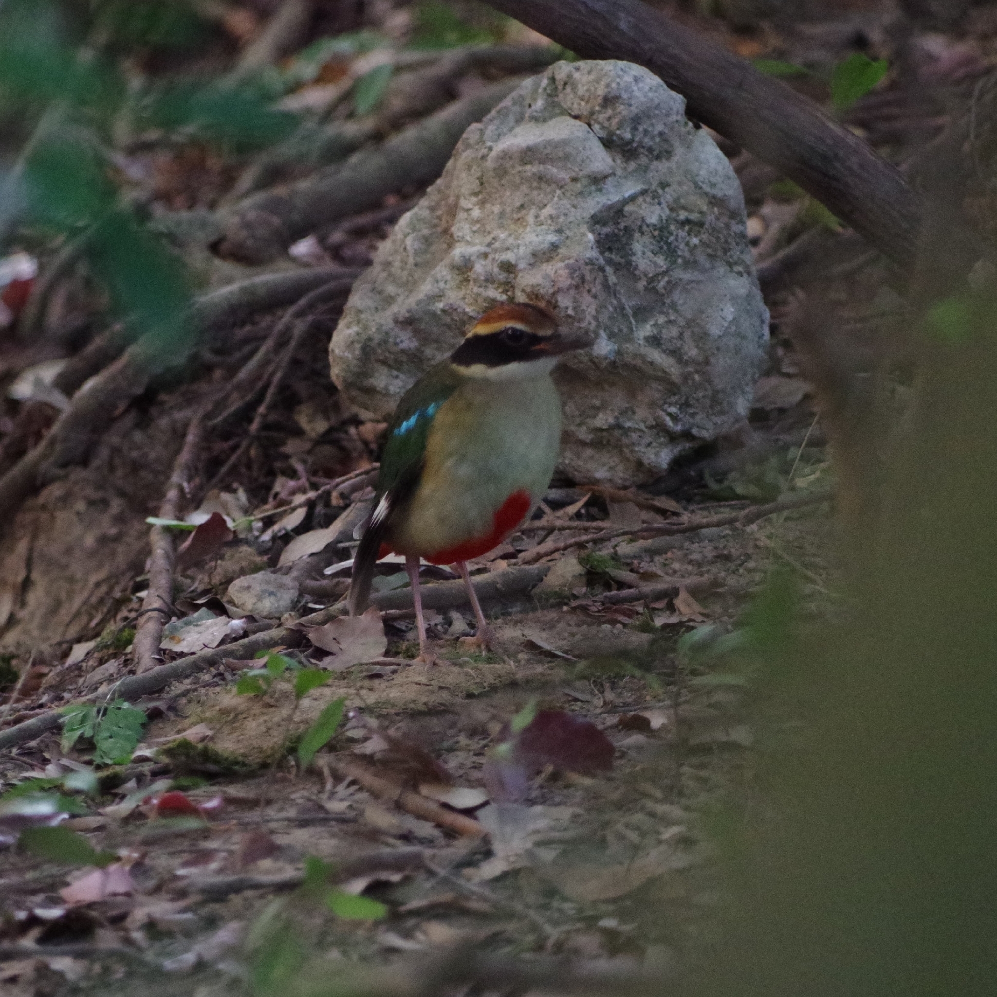 Fairy Pitta