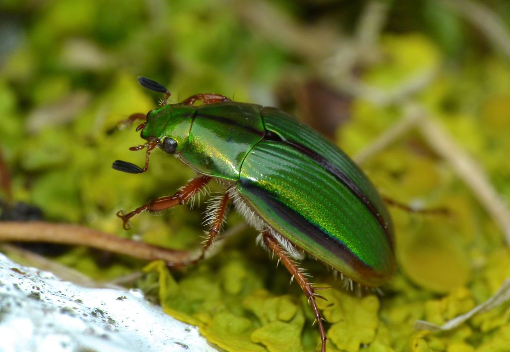 Manuka beetle