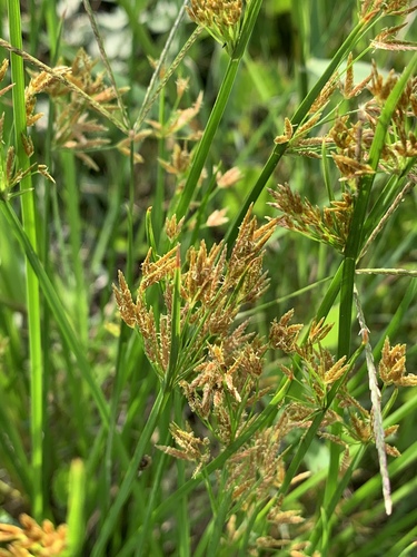 Cyperus denudatus image