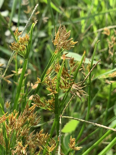 Cyperus denudatus image