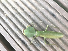 Rhombodera latipronotum