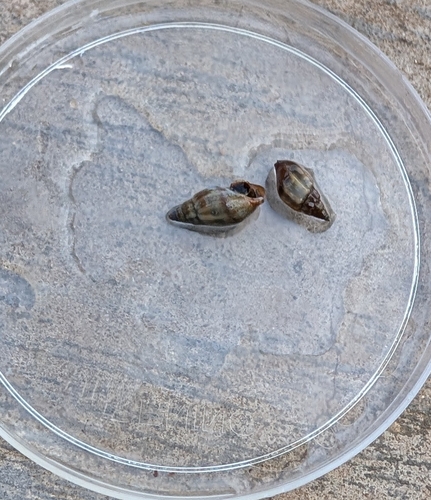 Melanopsis costata, 2025-12-06