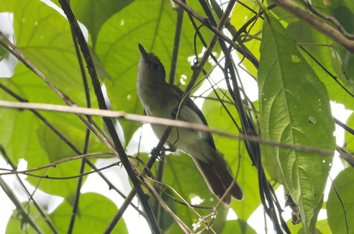 Sooty-capped Babbler (Malacopteron affine), photo 9